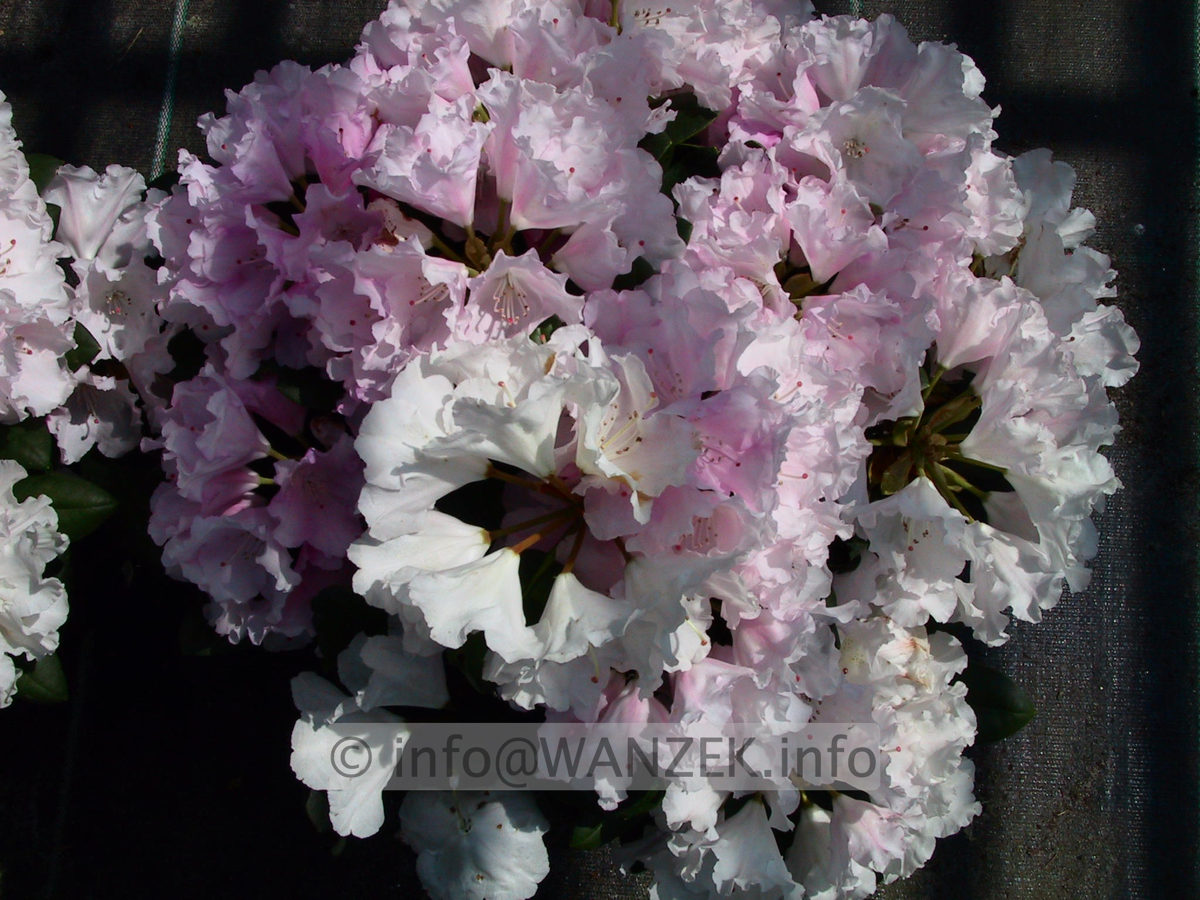 Rhododendron yakushimanum Silberwolke 01.jpg